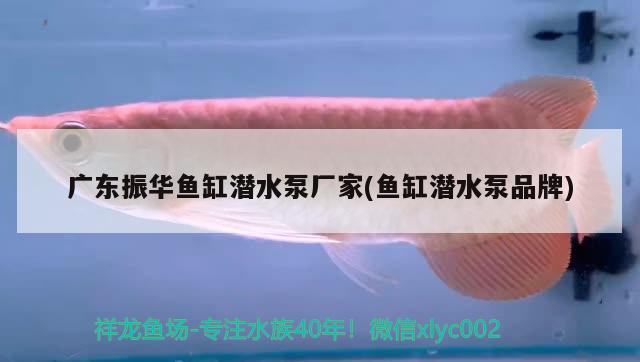 廣東振華魚缸潛水泵廠家(魚缸潛水泵品牌) 白子球鯊魚