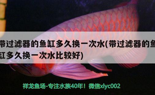 帶過濾器的魚缸多久換一次水(帶過濾器的魚缸多久換一次水比較好)