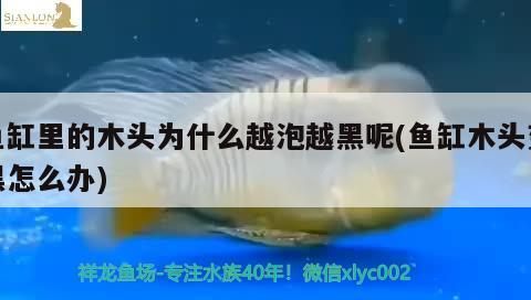 魚缸里的木頭為什么越泡越黑呢(魚缸木頭變黑怎么辦)