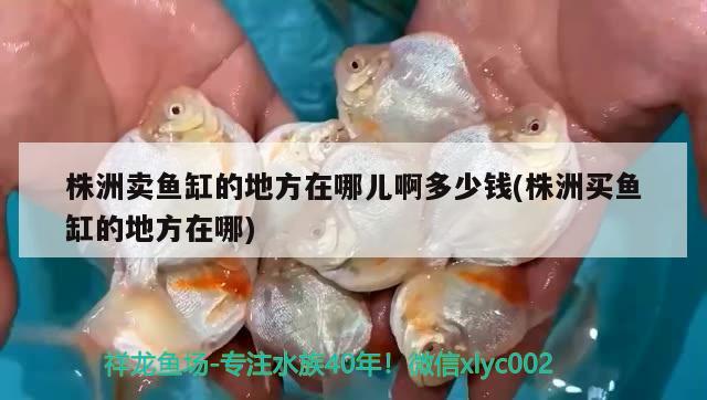 株洲賣魚缸的地方在哪兒啊多少錢(株洲買魚缸的地方在哪) 紅龍魚百科