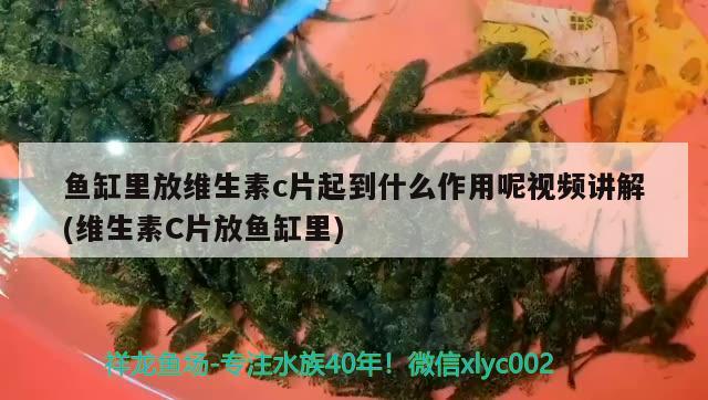 魚(yú)缸里放維生素c片起到什么作用呢視頻講解(維生素C片放魚(yú)缸里)