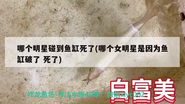 哪個明星碰到魚缸死了(哪個女明星是因為魚缸破了死了) 紅尾平克魚