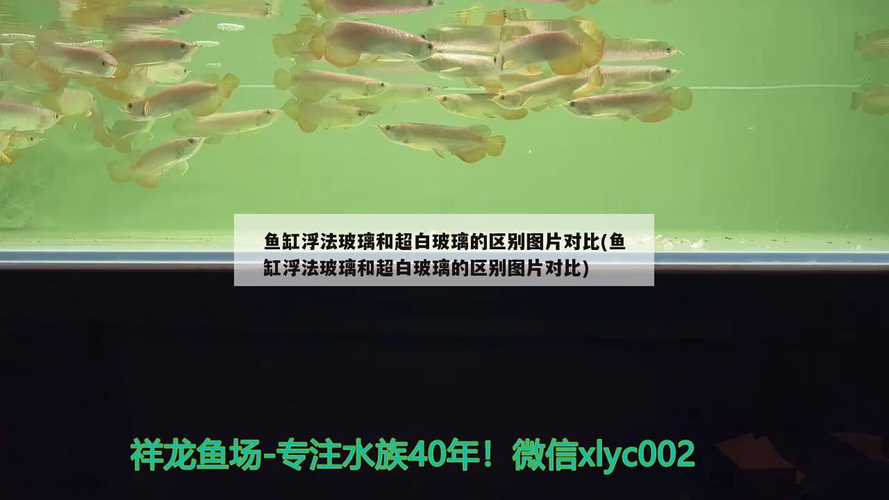 魚缸浮法玻璃和超白玻璃的區(qū)別圖片對比(魚缸浮法玻璃和超白玻璃的區(qū)別圖片對比) 金龍福龍魚