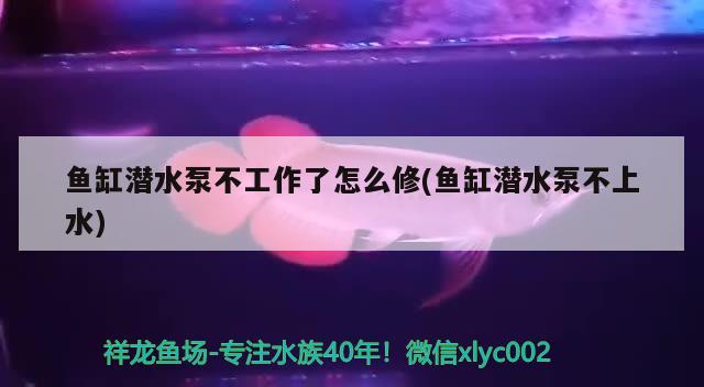 魚缸潛水泵不工作了怎么修(魚缸潛水泵不上水) 祥龍超血紅龍魚