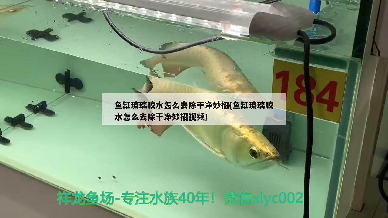 魚缸玻璃膠水怎么去除干凈妙招(魚缸玻璃膠水怎么去除干凈妙招視頻) 羽毛刀魚苗