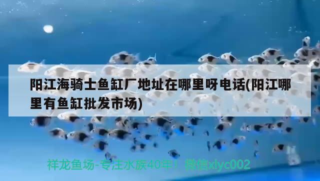 陽江海騎士魚缸廠地址在哪里呀電話(陽江哪里有魚缸批發(fā)市場) 森森魚缸