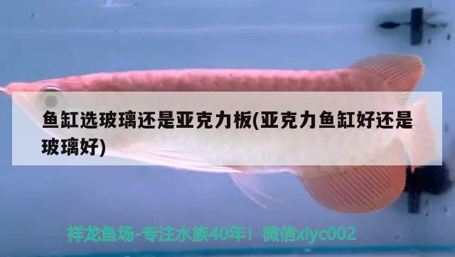 魚缸選玻璃還是亞克力板(亞克力魚缸好還是玻璃好) 養(yǎng)魚知識