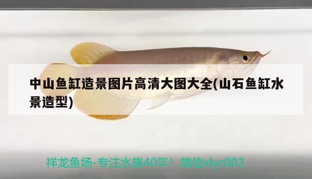 中山魚缸造景圖片高清大圖大全(山石魚缸水景造型) 斑馬狗頭魚