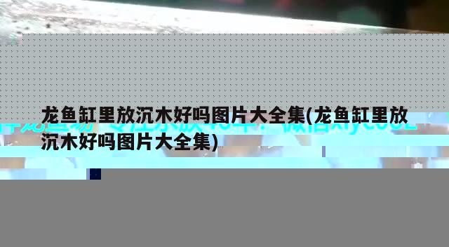 龍魚缸里放沉木好嗎圖片大全集(龍魚缸里放沉木好嗎圖片大全集)