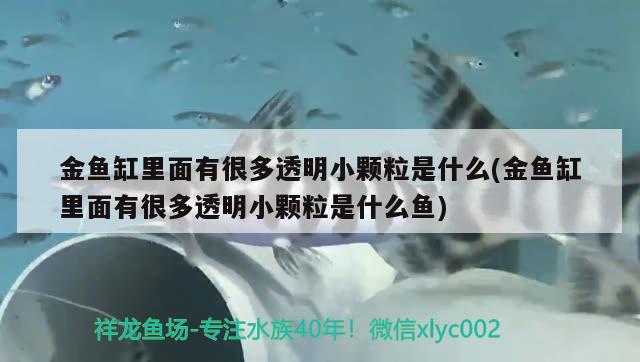 金魚缸里面有很多透明小顆粒是什么(金魚缸里面有很多透明小顆粒是什么魚)