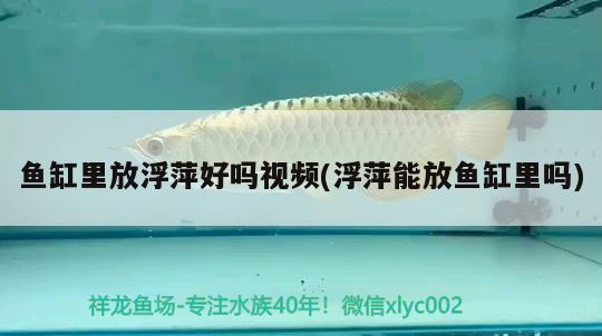 魚缸里放浮萍好嗎視頻(浮萍能放魚缸里嗎) 雙線側(cè)魚