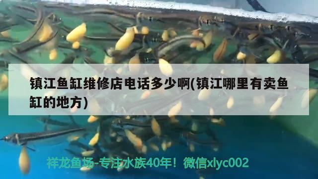 鎮(zhèn)江魚缸維修店電話多少啊(鎮(zhèn)江哪里有賣魚缸的地方) 廣州水族批發(fā)市場