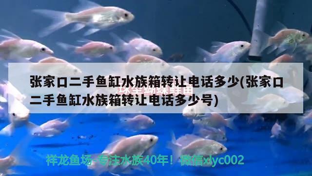 張家口二手魚缸水族箱轉(zhuǎn)讓電話多少(張家口二手魚缸水族箱轉(zhuǎn)讓電話多少號) 魚缸/水族箱