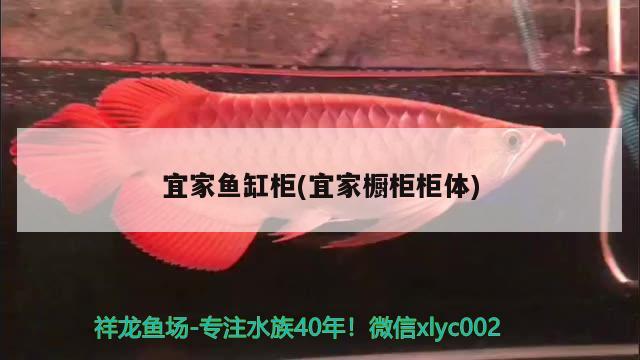 宜家魚缸柜(宜家櫥柜柜體) 狗仔（招財貓)魚苗