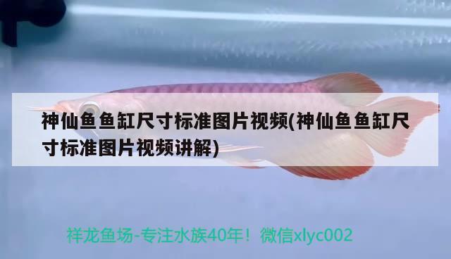 神仙魚魚缸尺寸標(biāo)準(zhǔn)圖片視頻(神仙魚魚缸尺寸標(biāo)準(zhǔn)圖片視頻講解) 紅龍福龍魚