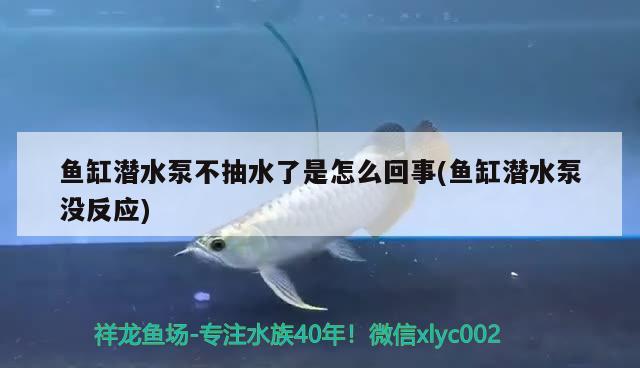 魚缸潛水泵不抽水了是怎么回事(魚缸潛水泵沒反應)