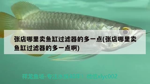 張店哪里賣魚缸過濾器的多一點(張店哪里賣魚缸過濾器的多一點啊) 黃金斑馬魚