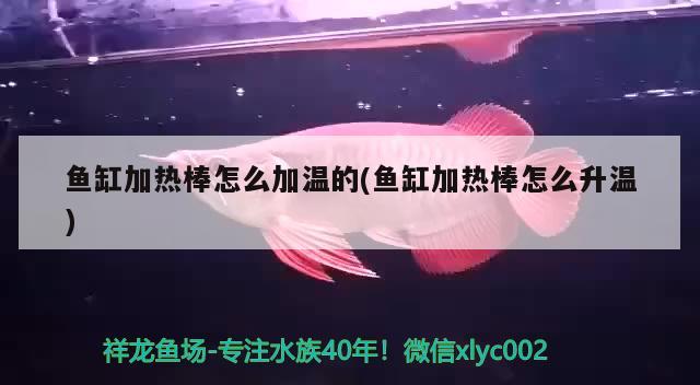 魚缸加熱棒怎么加溫的(魚缸加熱棒怎么升溫) 二氧化碳設備 第2張