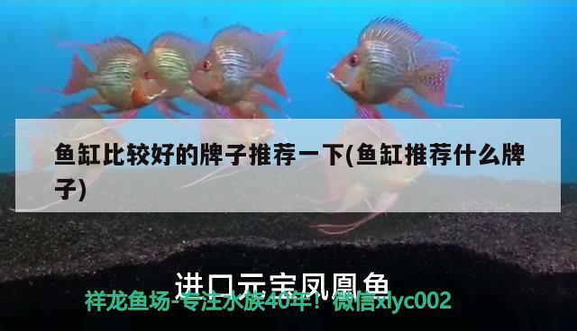 魚缸比較好的牌子推薦一下(魚缸推薦什么牌子)