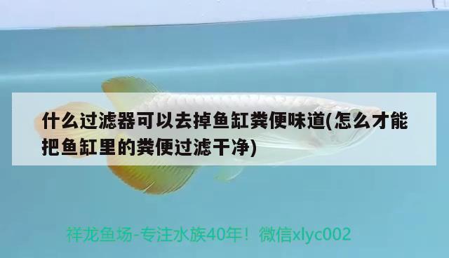 什么過濾器可以去掉魚缸糞便味道(怎么才能把魚缸里的糞便過濾干凈)