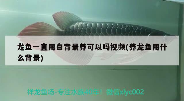 龍魚(yú)一直用白背景養(yǎng)可以嗎視頻(養(yǎng)龍魚(yú)用什么背景)