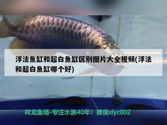 浮法魚缸和超白魚缸區(qū)別圖片大全視頻(浮法和超白魚缸哪個好) 撒旦鴨嘴魚