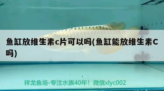 魚缸放維生素c片可以嗎(魚缸能放維生素C嗎) 蝴蝶鯉魚苗