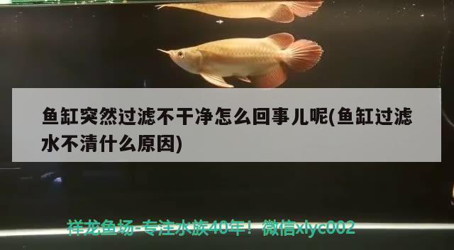 魚缸突然過濾不干凈怎么回事兒呢(魚缸過濾水不清什么原因)