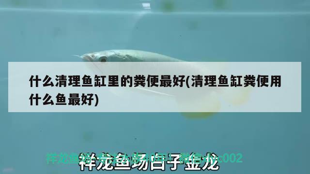 什么清理魚缸里的糞便最好(清理魚缸糞便用什么魚最好) 森森魚缸