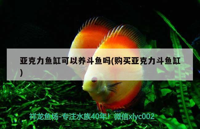 亞克力魚缸可以養(yǎng)斗魚嗎(購買亞克力斗魚缸) 虎魚魚苗