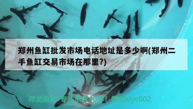 鄭州魚缸批發(fā)市場電話地址是多少啊(鄭州二手魚缸交易市場在那里?)