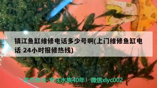 鎮(zhèn)江魚缸維修電話多少號啊(上門維修魚缸電話24小時報修熱線) 戰(zhàn)車紅龍魚