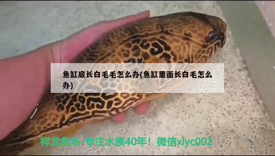 魚缸底長白毛毛怎么辦(魚缸里面長白毛怎么辦) 藍底過背金龍魚