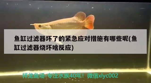 魚缸過濾器壞了的緊急應(yīng)對措施有哪些呢(魚缸過濾器燒壞啥反應(yīng)) 黑金魟魚