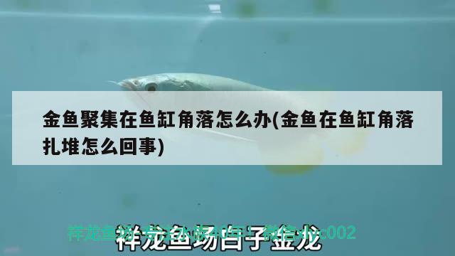 金魚聚集在魚缸角落怎么辦(金魚在魚缸角落扎堆怎么回事)