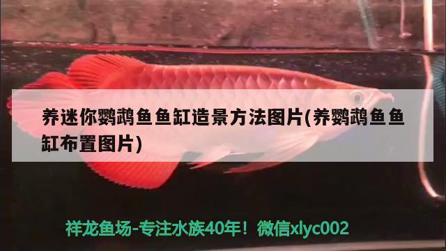 養(yǎng)迷你鸚鵡魚魚缸造景方法圖片(養(yǎng)鸚鵡魚魚缸布置圖片) 鸚鵡魚