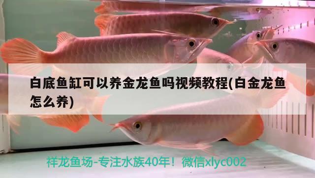 白底魚(yú)缸可以養(yǎng)金龍魚(yú)嗎視頻教程(白金龍魚(yú)怎么養(yǎng)) 祥龍龍魚(yú)魚(yú)糧