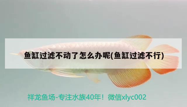 魚缸過濾不動(dòng)了怎么辦呢(魚缸過濾不行)