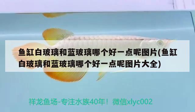 魚缸白玻璃和藍(lán)玻璃哪個好一點呢圖片(魚缸白玻璃和藍(lán)玻璃哪個好一點呢圖片大全)