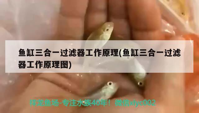 魚缸三合一過濾器工作原理(魚缸三合一過濾器工作原理圖)