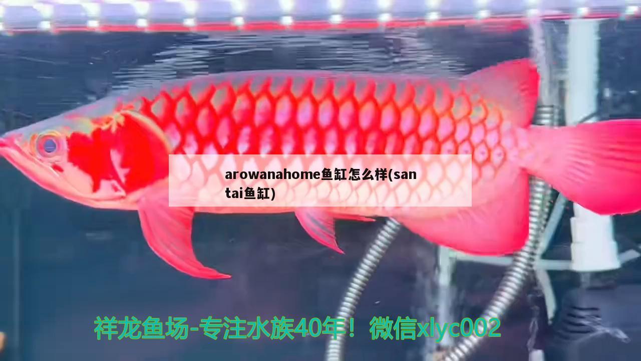 arowanahome魚缸怎么樣(santai魚缸) 魚糧魚藥