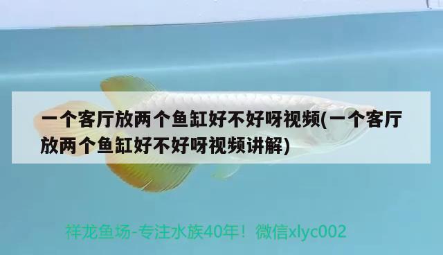 一個客廳放兩個魚缸好不好呀視頻(一個客廳放兩個魚缸好不好呀視頻講解) 胭脂孔雀龍魚