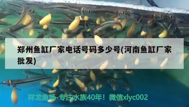 鄭州魚缸廠家電話號碼多少號(河南魚缸廠家批發(fā))