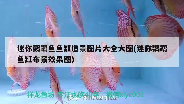 迷你鸚鵡魚魚缸造景圖片大全大圖(迷你鸚鵡魚缸布景效果圖) 鸚鵡魚