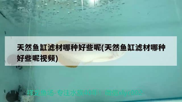 天然魚缸濾材哪種好些呢(天然魚缸濾材哪種好些呢視頻)