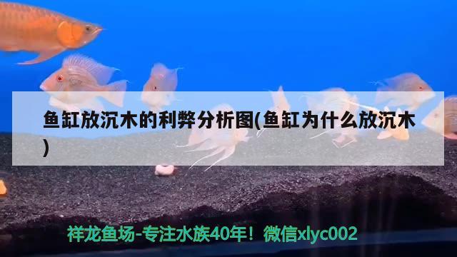 魚缸放沉木的利弊分析圖(魚缸為什么放沉木) 泰龐海鰱魚