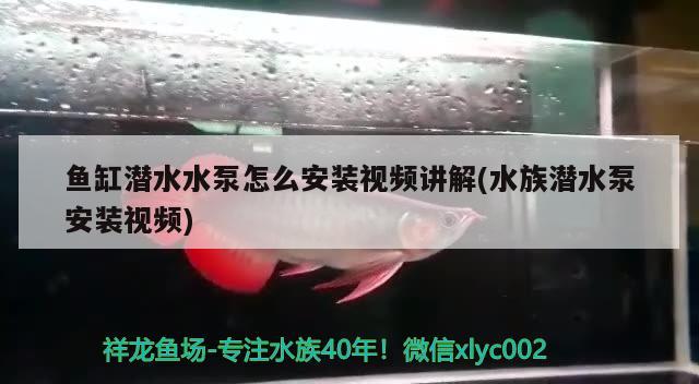 魚缸潛水水泵怎么安裝視頻講解(水族潛水泵安裝視頻)