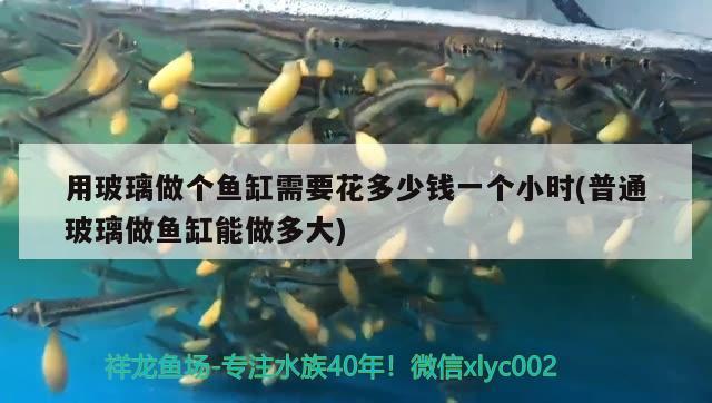 用玻璃做個魚缸需要花多少錢一個小時(普通玻璃做魚缸能做多大) 超血紅龍魚