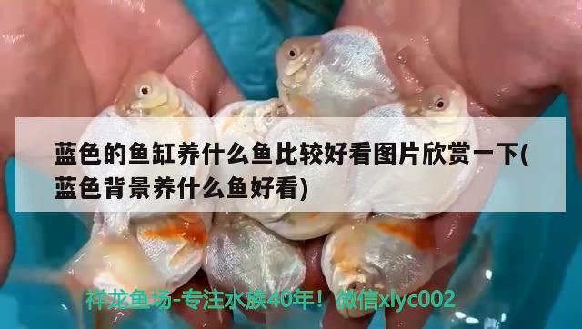 藍色的魚缸養(yǎng)什么魚比較好看圖片欣賞一下(藍色背景養(yǎng)什么魚好看) 成吉思汗鯊（球鯊）魚