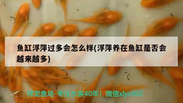 魚缸浮萍過多會(huì)怎么樣(浮萍養(yǎng)在魚缸是否會(huì)越來越多)